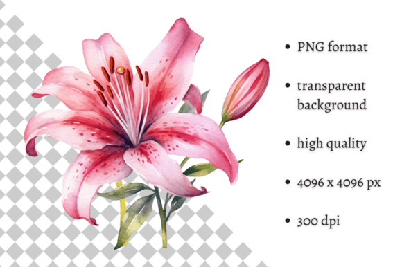 Download Watercolor Pink Tiger Lilies Clipart - Pink Collection